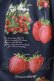 画像3: Leur Getter  / Strawberry Garden袖付ワンピース H-23-08-15-006h-1-OP-LU-L-KB-ZY (3)