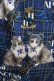 画像4: Royal Princess Alice / PUNK CATワンピース Lサイズ 青チェック H-25-03-11-003-LO-OP-NS-ZH (4)