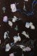 画像5: Franche Lippee / セレブキャットスカート M ブラウン H-25-03-16-1030-LO-SK-NS-ZH (5)