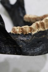 画像3: 【SALE】THE BLACKENED TEETH / JAW CARD HOLDER  BLKGMGLD H-25-03-30-1044-PU-ZA-KB-ZT-W004 (3)