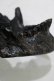 画像3: THE BLACKENED TEETH / JAW CARD HOLDER  BLKGM H-25-03-30-1046-PU-ZA-KB-ZH (3)