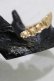 画像3: THE BLACKENED TEETH / JAW CARD HOLDER  BLKGMGLD H-25-03-30-1050-PU-ZA-KB-ZH (3)