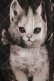 画像4: Juliette et Justine / Secret de chat Robe〜スクレ ドゥ シャ ローブ〜 サイズ1 ブラック H-25-03-30-014-CL-OP-NS-ZH (4)
