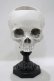 画像1: THE BLACKENED TEETH / Skull of J.Doe Plinth Pot Version   H-25-04-01-056-PU-ZA-KB-ZH (1)