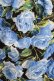 画像4: JESUS DIAMANTE / ロマンスドールワンピ【バロックローズ柄】 38 バロックブルーローズ柄 H-25-05-13-030-JE-OP-NS-ZH (4)