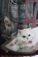 画像4: Enchantlic Enchantilly / Queen Cat〜秘密の書斎〜スカート Free ブラック H-25-05-20-020-LO-SK-NS-ZH (4)