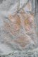 画像6: Elpress L（海外ロリータブランド） / Goblin Kingdom~ Embroidered Dress S ミント H-25-05-20-005-EL-OP-NS-ZH