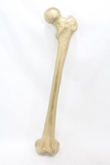 THE BLACKENED TEETH / Femur Bone Wall Hanging  ゴールド H-25-06-25-1001-0-ZA-KB-ZH