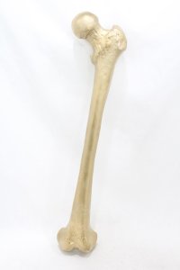 THE BLACKENED TEETH / Femur Bone Wall Hanging  ゴールド H-25-06-25-1001-0-ZA-KB-ZH