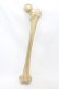 画像1: THE BLACKENED TEETH / Femur Bone Wall Hanging  ゴールド H-25-06-25-1001-0-ZA-KB-ZH (1)