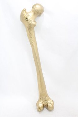 画像2: THE BLACKENED TEETH / Femur Bone Wall Hanging  ゴールド H-25-06-25-1001-0-ZA-KB-ZH