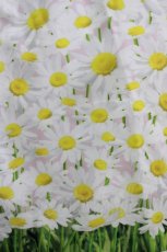 画像4: MILK / Daisy field Ladyワンピース Free ピンク H-26-07-06-1011-ML-OP-NS-ZH (4)