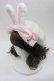 画像3: Angelic Pretty / Dolly Bunnyベレー  アイボリーＸピンク I-25-10-04-118-AP-AC-SA-ZI (3)