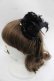 画像1: GOTHPUNKその他(買取対象外) / 羽根薔薇ミニハット  黒 I-25-12-09-102-PU-AC-SA-ZI (1)