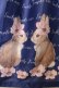画像2: Emily Temple cute /Bloom Rabbitワンピース M ネイビー O-23-12-28-083-ET-OP-OW-ZT372 (2)