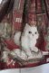 画像2: Enchantlic Enchantilly / Queen Cat〜秘密の書斎〜ワンピース  ワイン O-25-06-28-018-LO-OP-OW-OS (2)