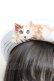 画像2: Coco&Ami / LOOK UP！(猫)  ミント O-25-08-21-1030-LO-AC-IG-OS (2)