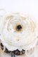 画像4: Ozz On / 和気香龍お団子クリップ式コサージュ  アイボリー O-25-12-11-1060-OO-AC-IG-OS (4)