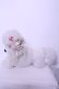 画像4: JESUS DIAMANTE / プードルぬいぐるみ（伏せポーズ）  シロ O-26-01-20-1039-JE-ZA-OW-OS (4)
