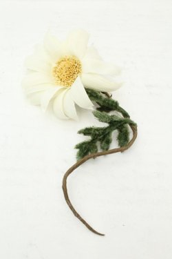 画像1: PINK HOUSE / マーガレットコサージュ  シロ O-26-02-19-087-LO-ZA-IG-ZT0220C