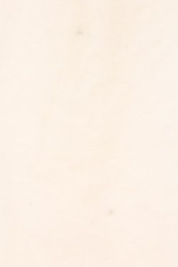 画像4: F i.n.t / クロッカス刺繍ヨーク切替シャツ  オフシロ O-26-04-06-022-CA-BL-IG-OS