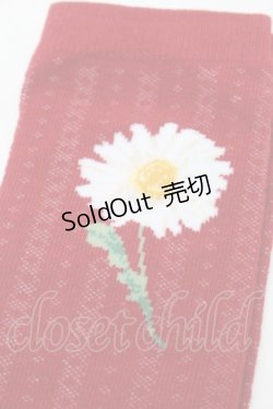 画像3: PINK HOUSE / ひなぎくモチーフソックス  赤 S-25-09-23-1022-LO-ZA-HR-ZS