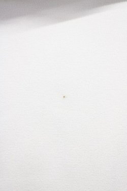 画像4: Ank Rouge / シフォンリボンパフブラウス M オフホワイト T-25-05-18-003-CA-BL-SA-ZT