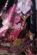 画像4: THE FIELD CATS / 桜吹雪と花見猫ジャンパースカート＋羽織セット  黒 Y-25-05-19-130-LO-OP-SZ-ZY