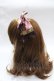 画像2: Angelic Pretty / Bear’s Chocolaterieカチューシャ  ピンク Y-25-07-31-010-AP-AC-SZ-ZY (2)