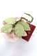 画像2: PINK HOUSE / Berry Roseコサージュ   Y-25-10-05-011-LO-ZA-SZ-ZY (2)