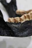 画像3: THE BLACKENED TEETH / JAW CARD HOLDER  BLKGMGLD H-25-03-30-1044-PU-ZA-KB-ZH (3)