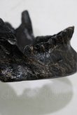 画像3: THE BLACKENED TEETH / JAW CARD HOLDER  BLKGM H-25-03-30-1046-PU-ZA-KB-ZH (3)
