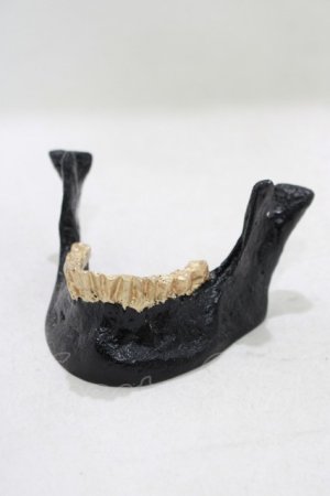画像: THE BLACKENED TEETH / JAW CARD HOLDER  BLKGMGLD H-25-03-30-1053-PU-ZA-KB-ZH
