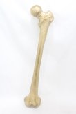 画像1: THE BLACKENED TEETH / Femur Bone Wall Hanging  ゴールド H-25-06-25-1001-0-ZA-KB-ZH (1)