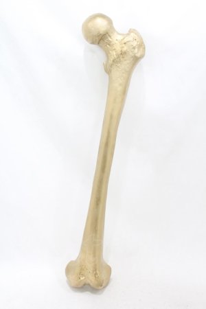画像: THE BLACKENED TEETH / Femur Bone Wall Hanging  ゴールド H-25-06-25-1001-0-ZA-KB-ZH