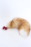 画像1: Amavel / 月夜の狐と寒椿 和風しっぽチャーム  ワインリボン O-25-04-02-051-CA-AC-IG-OS (1)