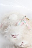 画像4: PINK HOUSE / フラッフィ・キティーズぬいぐるみコサージュ  アイボリー Y-25-12-12-066-LO-ZA-SZ-ZY (4)